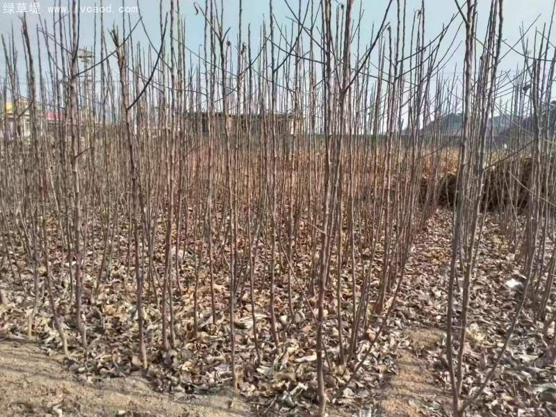 蘋果樹苗 蘋果樹苗