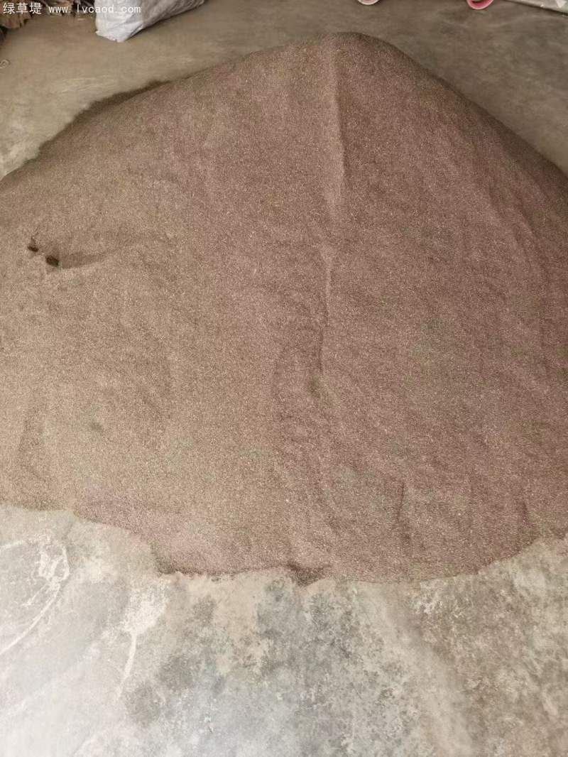 野菊花種子野甘菊種子