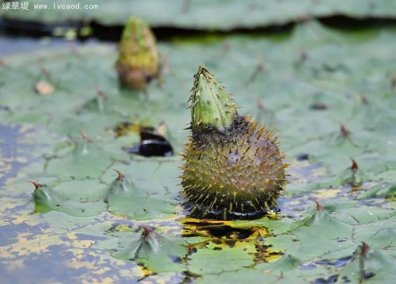 芡實(shí)果實(shí) 芡實(shí)果實(shí)