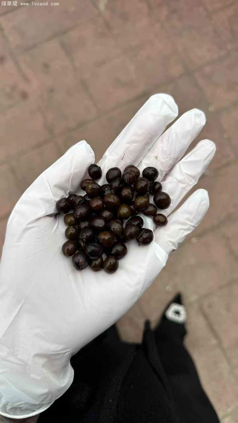 芡實(shí)種子 芡實(shí)種子