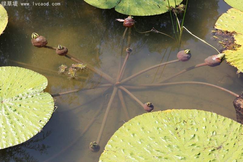 芡實(shí)葉子桿徑 芡實(shí)葉子桿徑