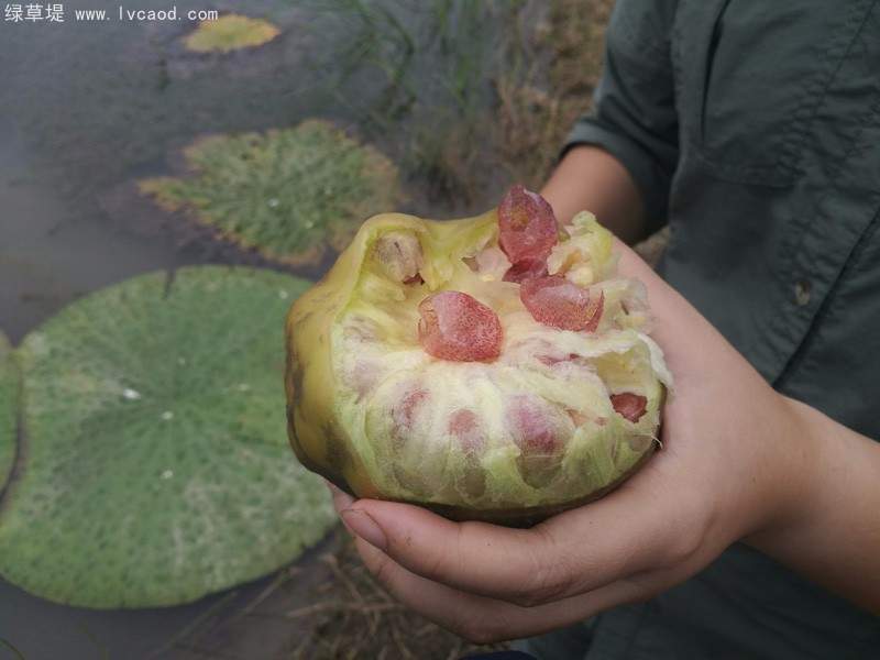 芡實(shí)果實(shí) 芡實(shí)果實(shí)