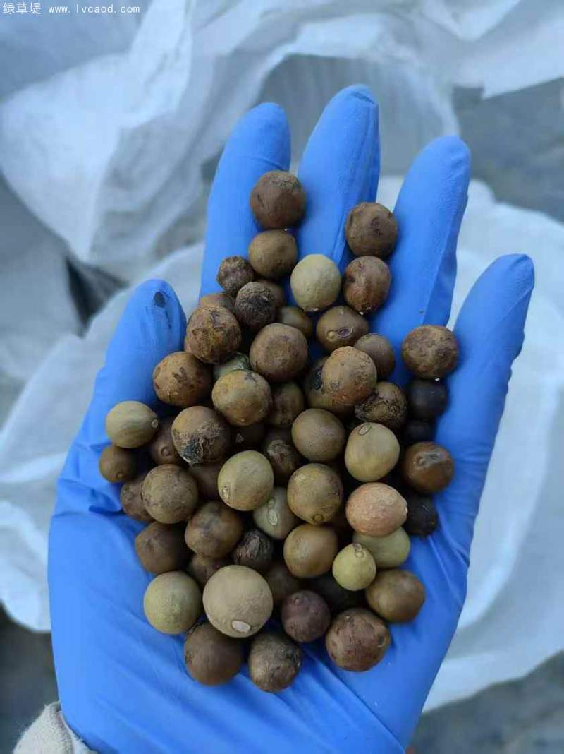 芡實(shí)種子 芡實(shí)種子