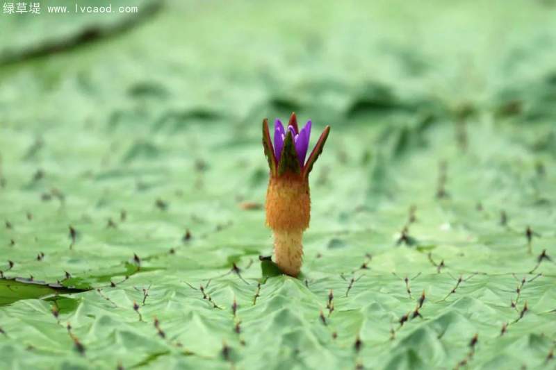 芡實(shí)花苞 芡實(shí)花苞