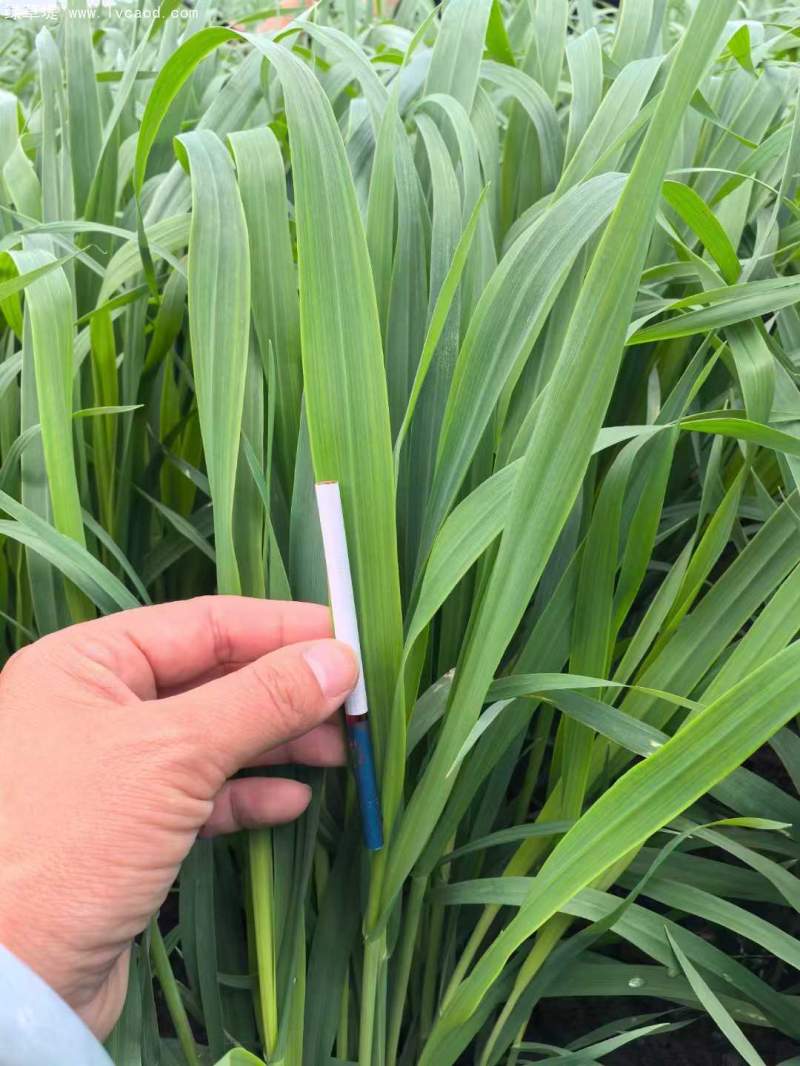 飼草專用型燕麥葉片葉子