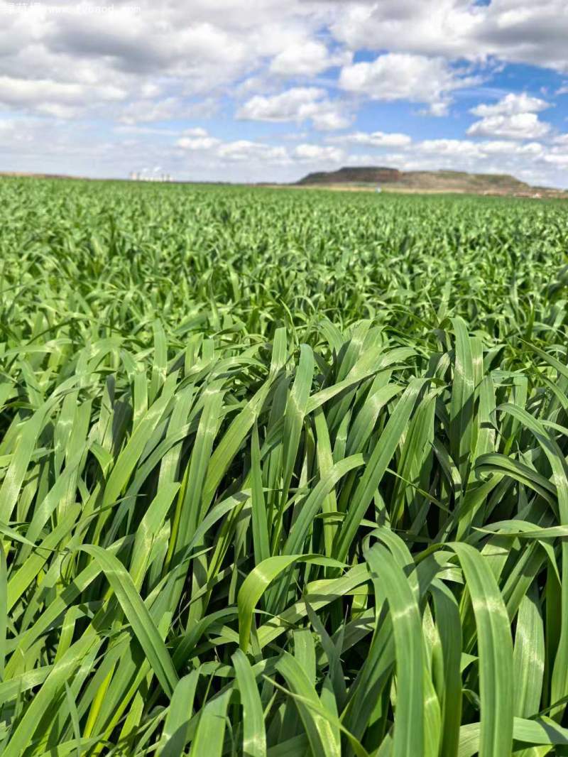 飼草專用型燕麥葉片葉子