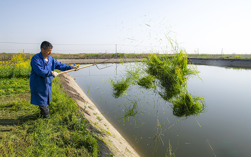 魚喜歡吃的牧草青草