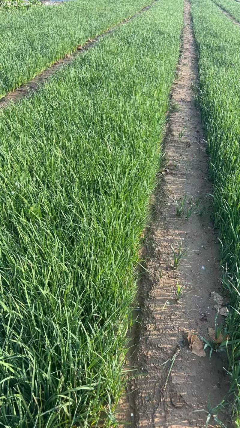 馬蘭盆栽杯苗容器苗