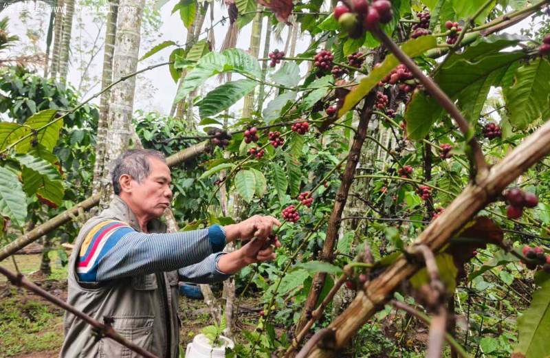 咖啡果實(shí)種子 咖啡果實(shí)種子