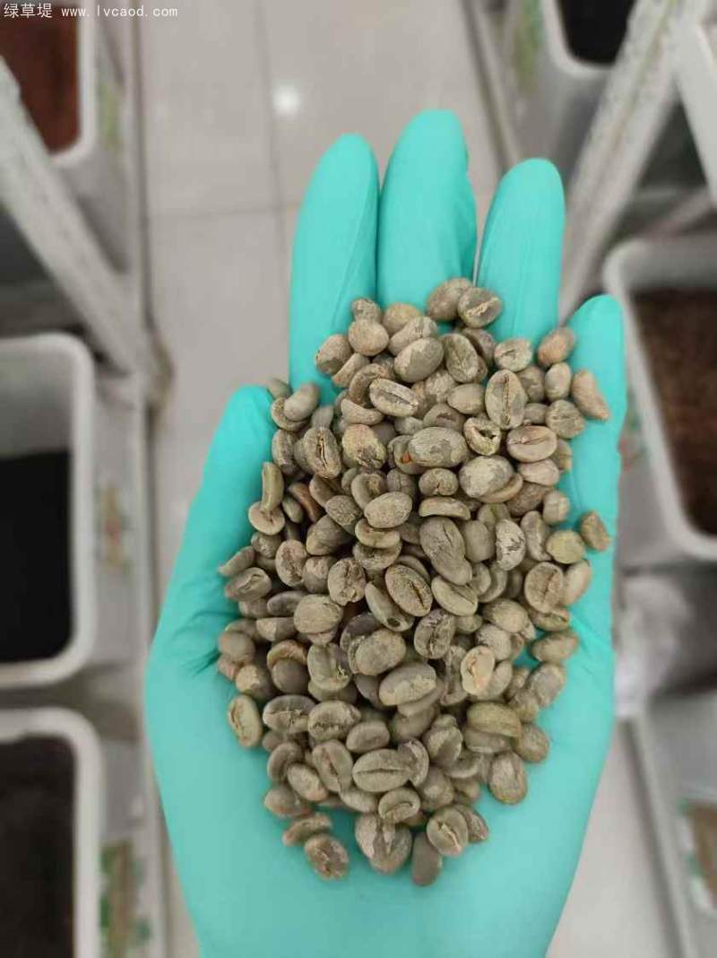 咖啡種子 咖啡種子