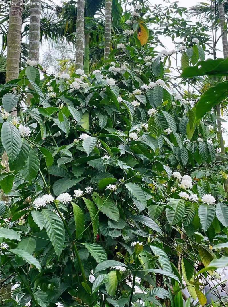 咖啡樹葉和花朵 咖啡樹葉和花朵