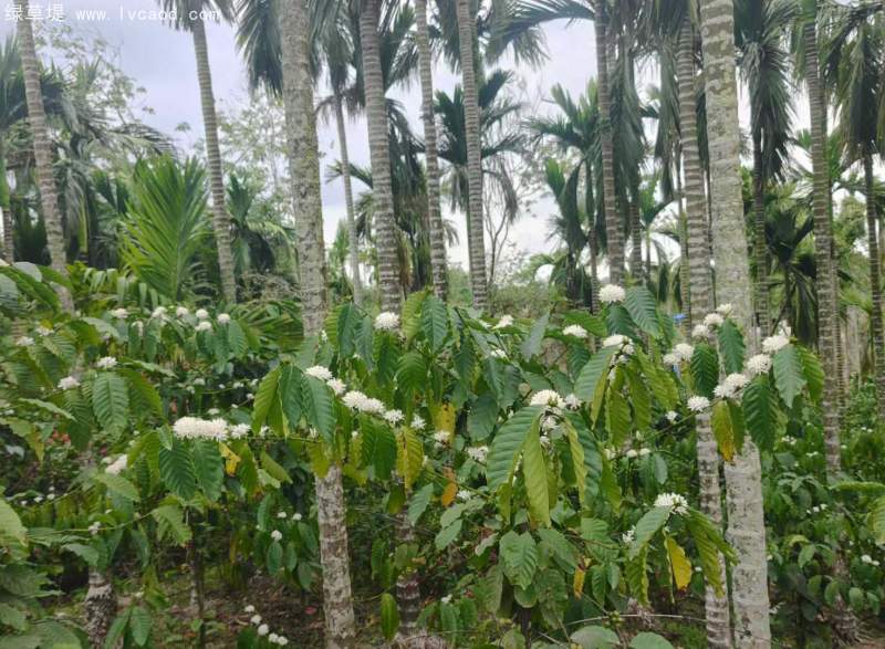 咖啡樹葉和花朵 咖啡樹葉和花朵