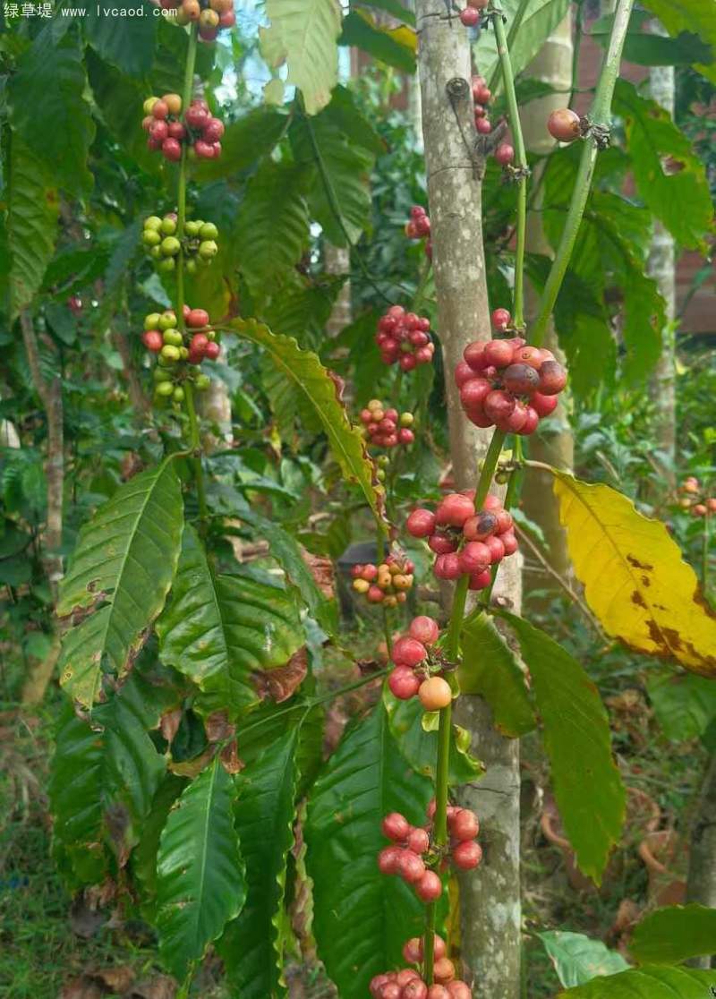 咖啡果實(shí)種子 咖啡果實(shí)種子