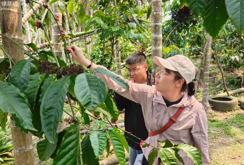 咖啡果實(shí)種子 咖啡果實(shí)種子