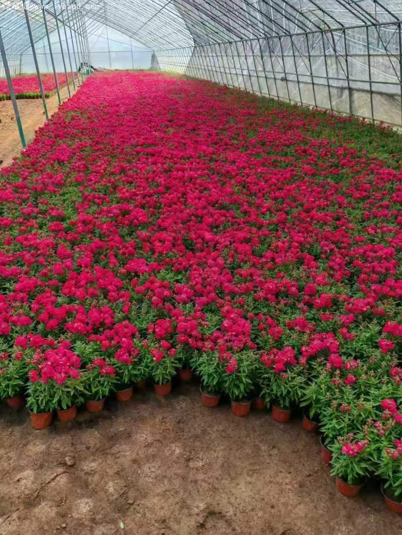 金魚草盆栽杯苗容器苗