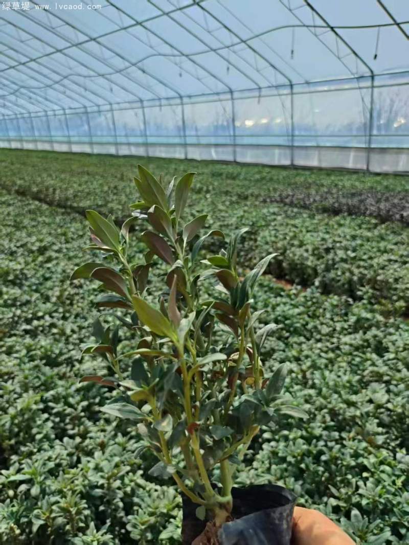 金魚草盆栽杯苗容器苗