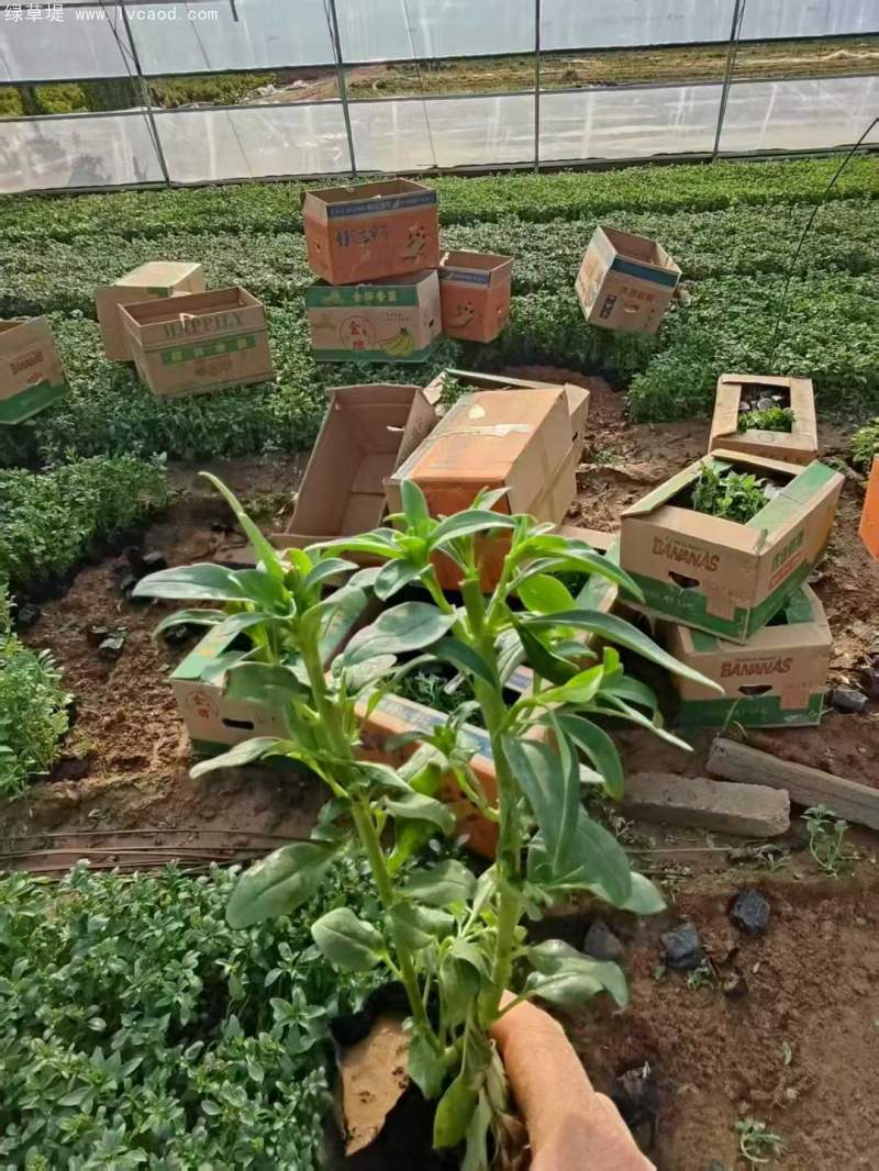 金魚草盆栽杯苗容器苗