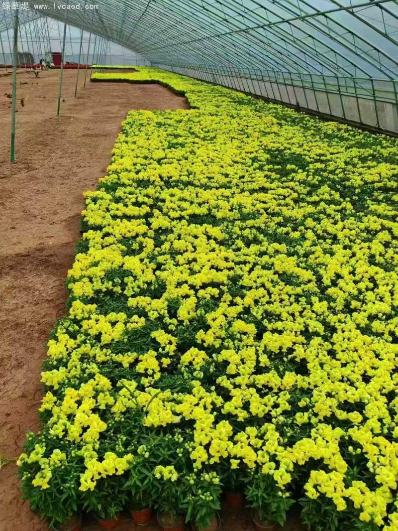 金魚草盆栽杯苗容器苗