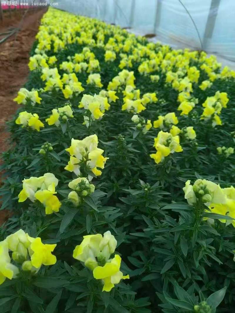 金魚草盆栽杯苗容器苗