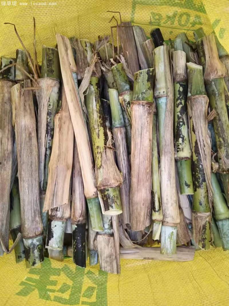 巨菌草種節(jié) 巨菌草種節(jié)