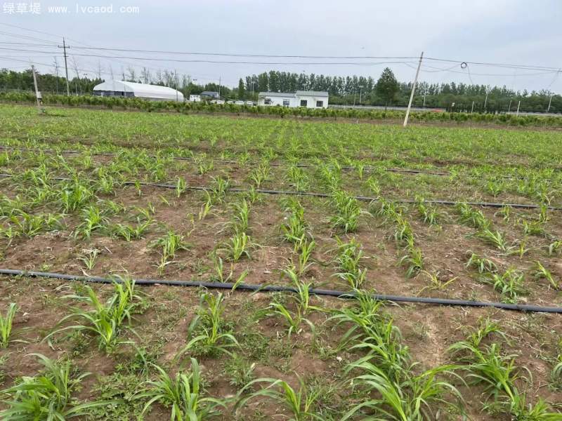 種植巨菌草苗基地 種植巨菌草苗基地