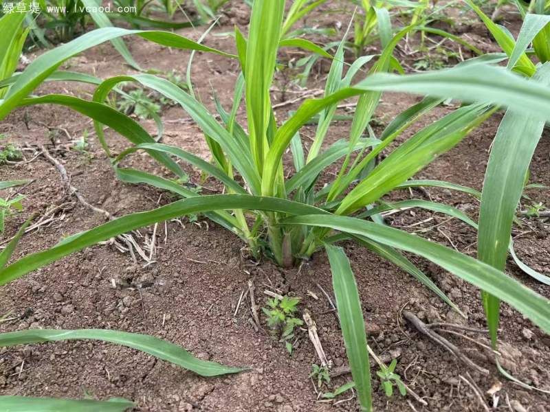 巨菌草種節(jié) 巨菌草種節(jié)