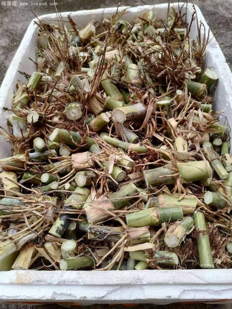 巨菌草種節(jié) 巨菌草種節(jié)