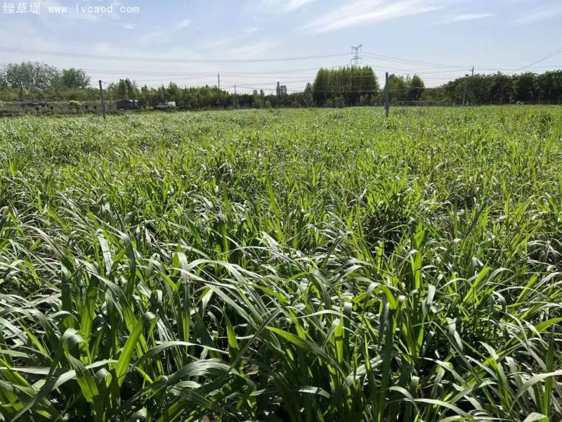 種植巨菌草苗基地 種植巨菌草苗基地