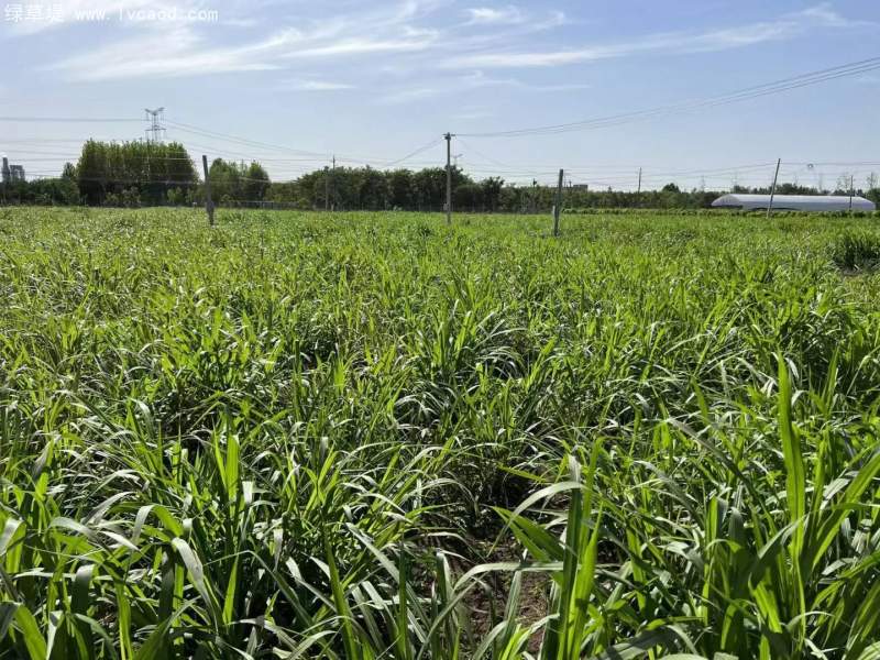 種植巨菌草苗基地 種植巨菌草苗基地