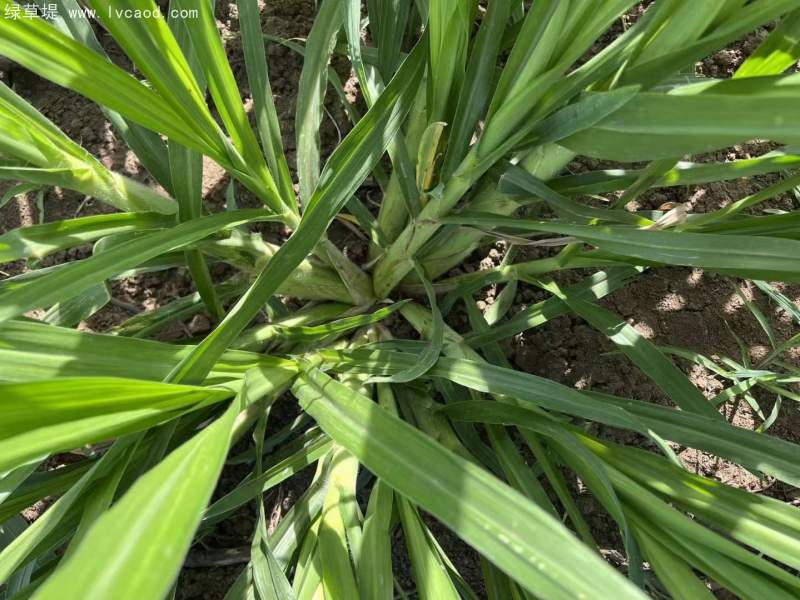 巨菌草苗 巨菌草苗