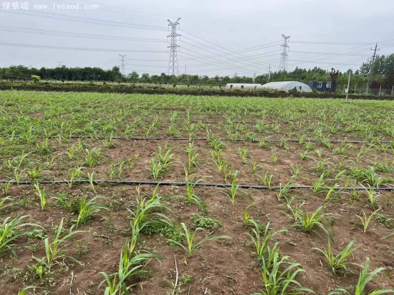 種植巨菌草苗基地 種植巨菌草苗基地