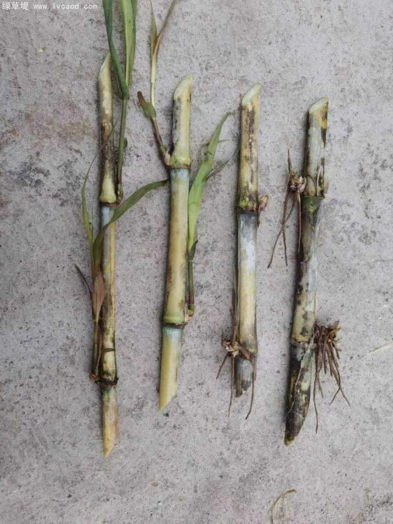 巨菌草種節(jié) 巨菌草種節(jié)