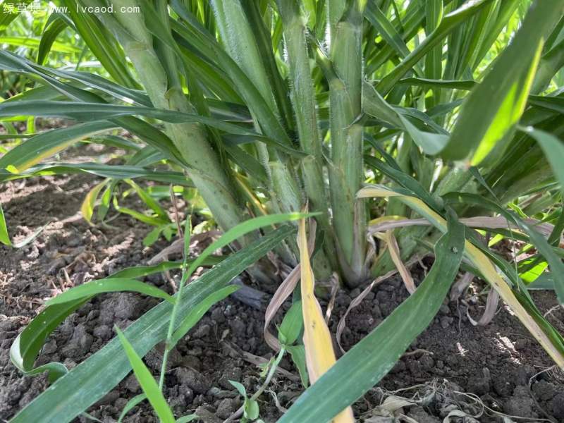 巨菌草苗 巨菌草苗