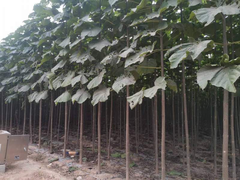 泡桐樹苗