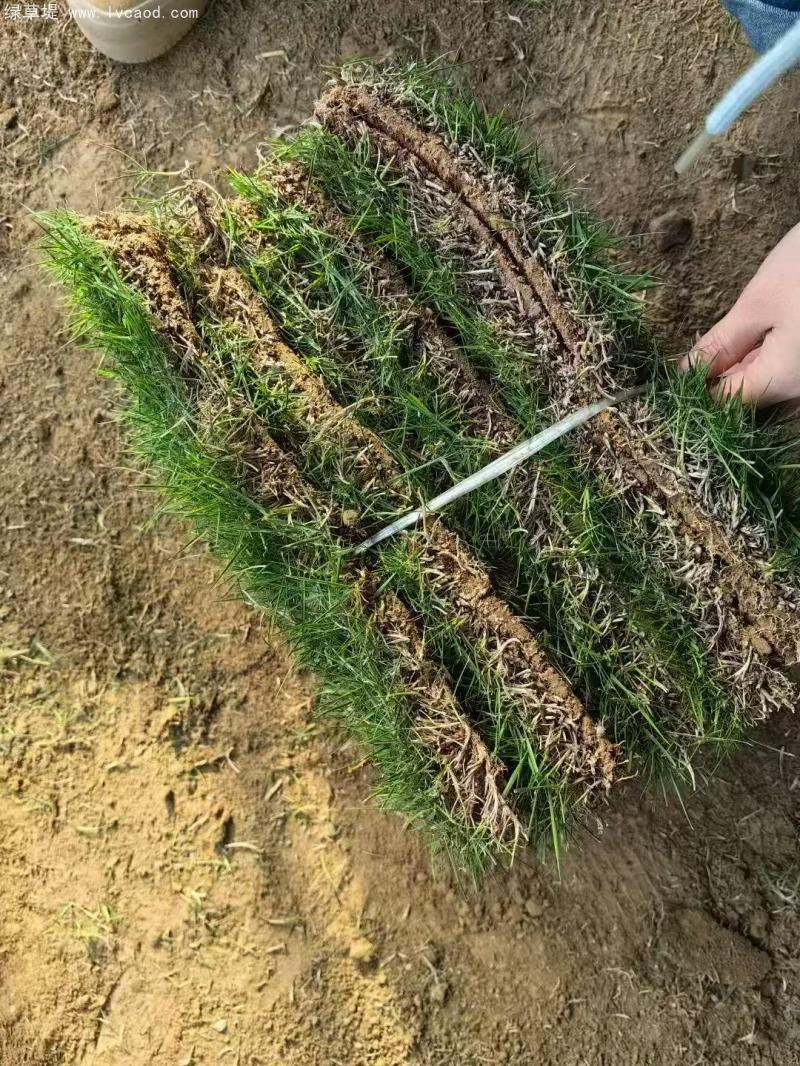 馬尼拉草坪 馬尼拉草坪