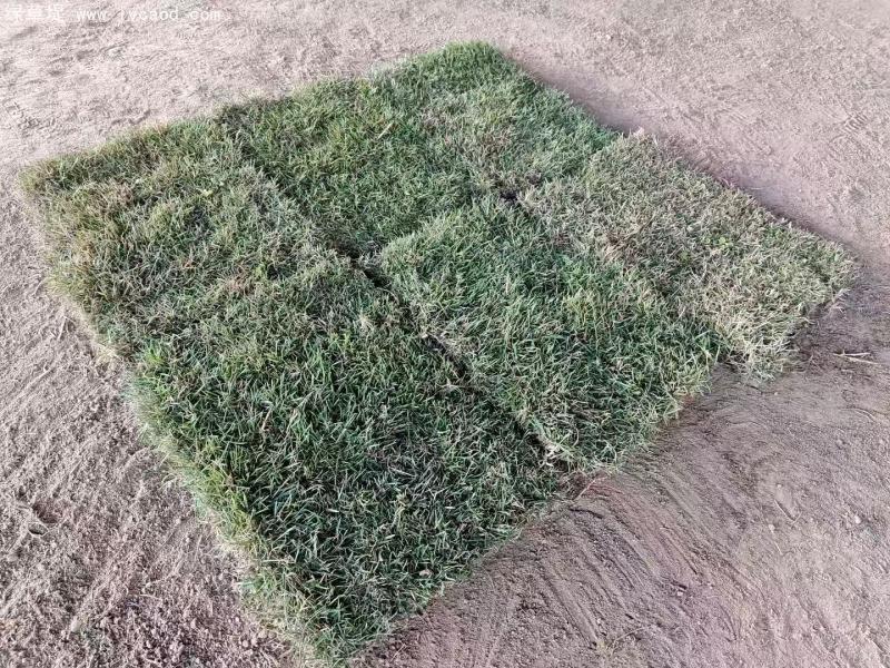 馬尼拉草坪 馬尼拉草坪