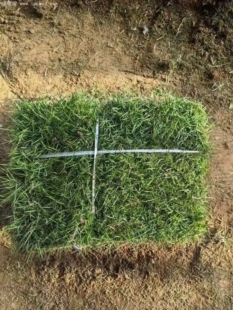 馬尼拉草坪 馬尼拉草坪