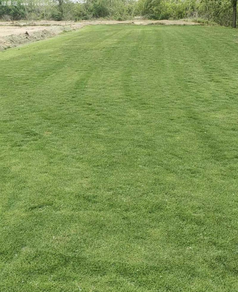 馬尼拉草坪 馬尼拉草坪