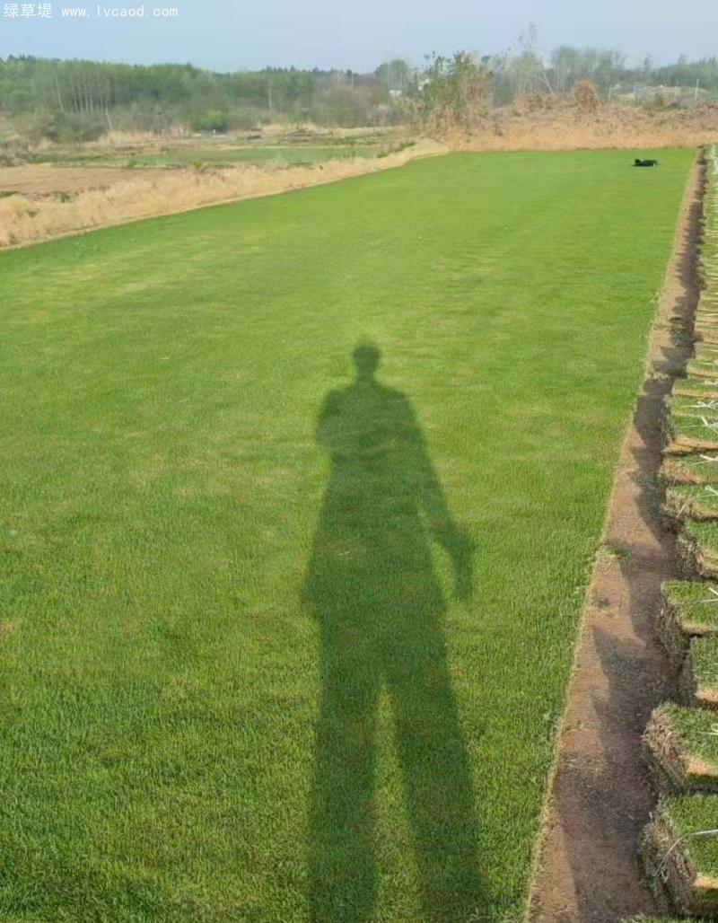 馬尼拉草坪 馬尼拉草坪