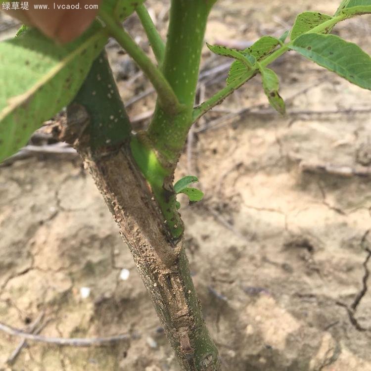 核桃苗嫁接口 核桃苗嫁接口