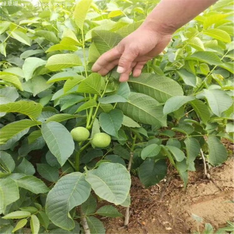 核桃苗 核桃苗