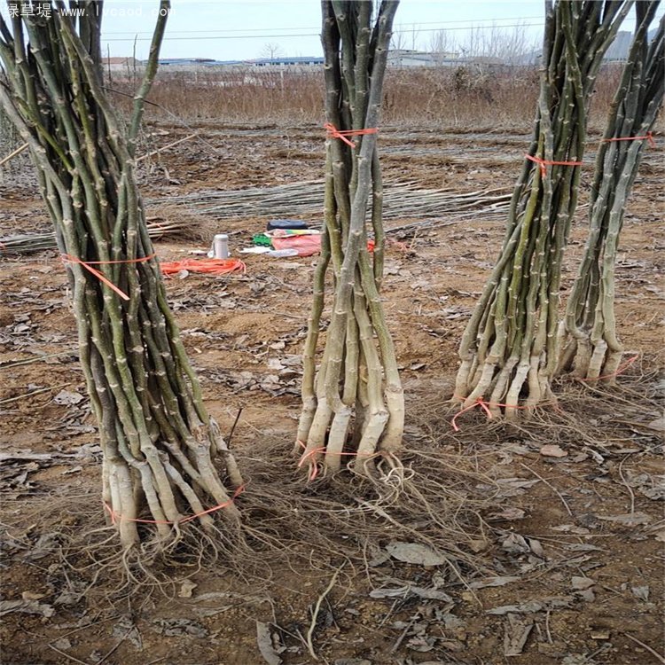 核桃苗秋季起挖的核桃苗 核桃苗秋季起挖的核桃苗