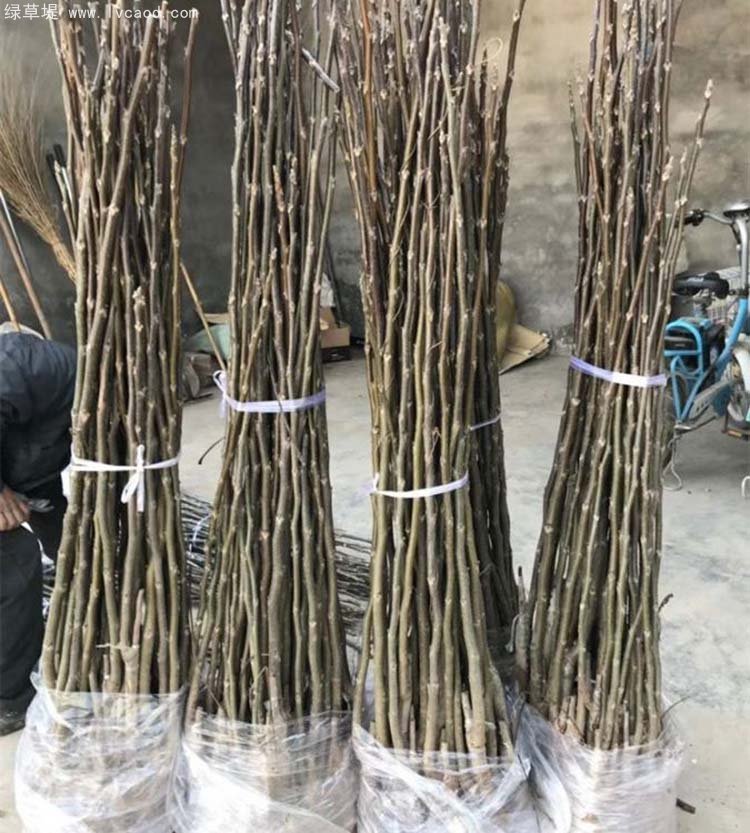 核桃苗秋季起挖的核桃苗零售包裝 核桃苗秋季起挖的核桃苗零售包裝