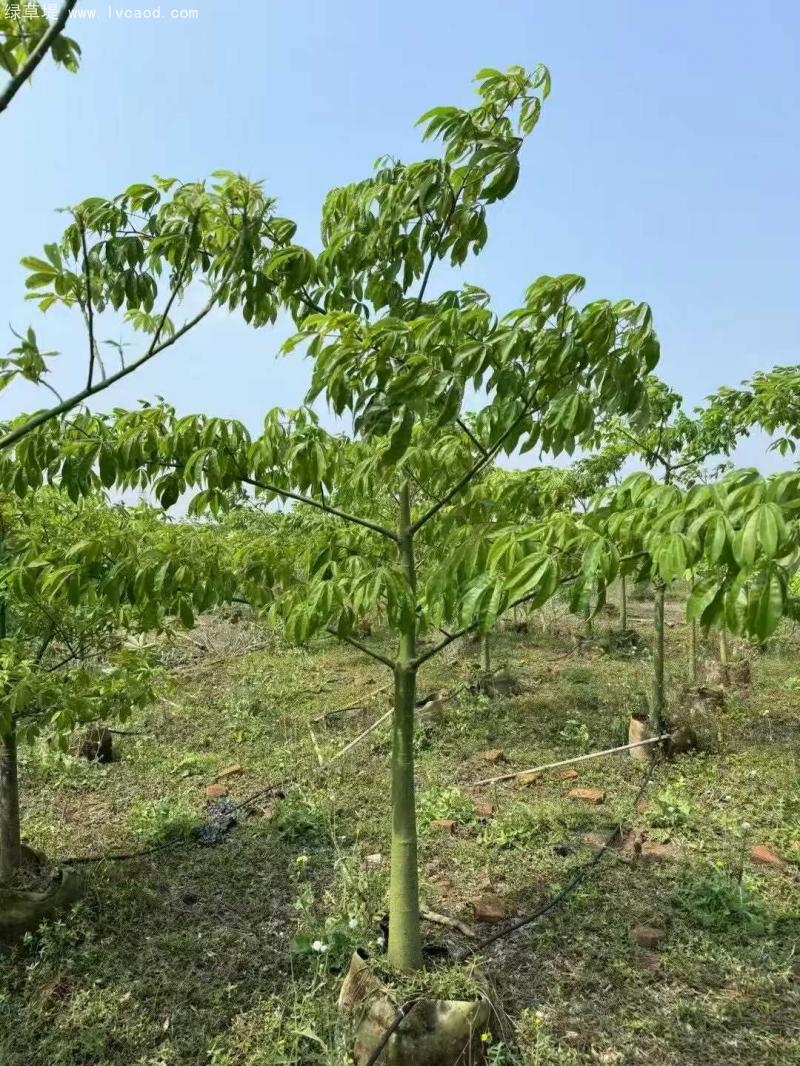 木棉樹苗 木棉樹苗