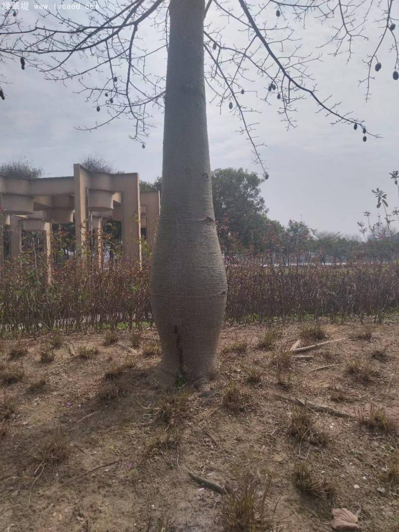 木棉樹樹桿 木棉樹樹桿