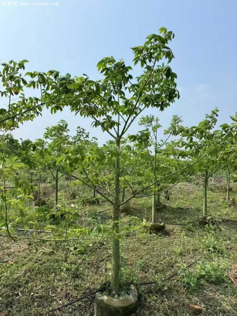 木棉樹苗 木棉樹苗