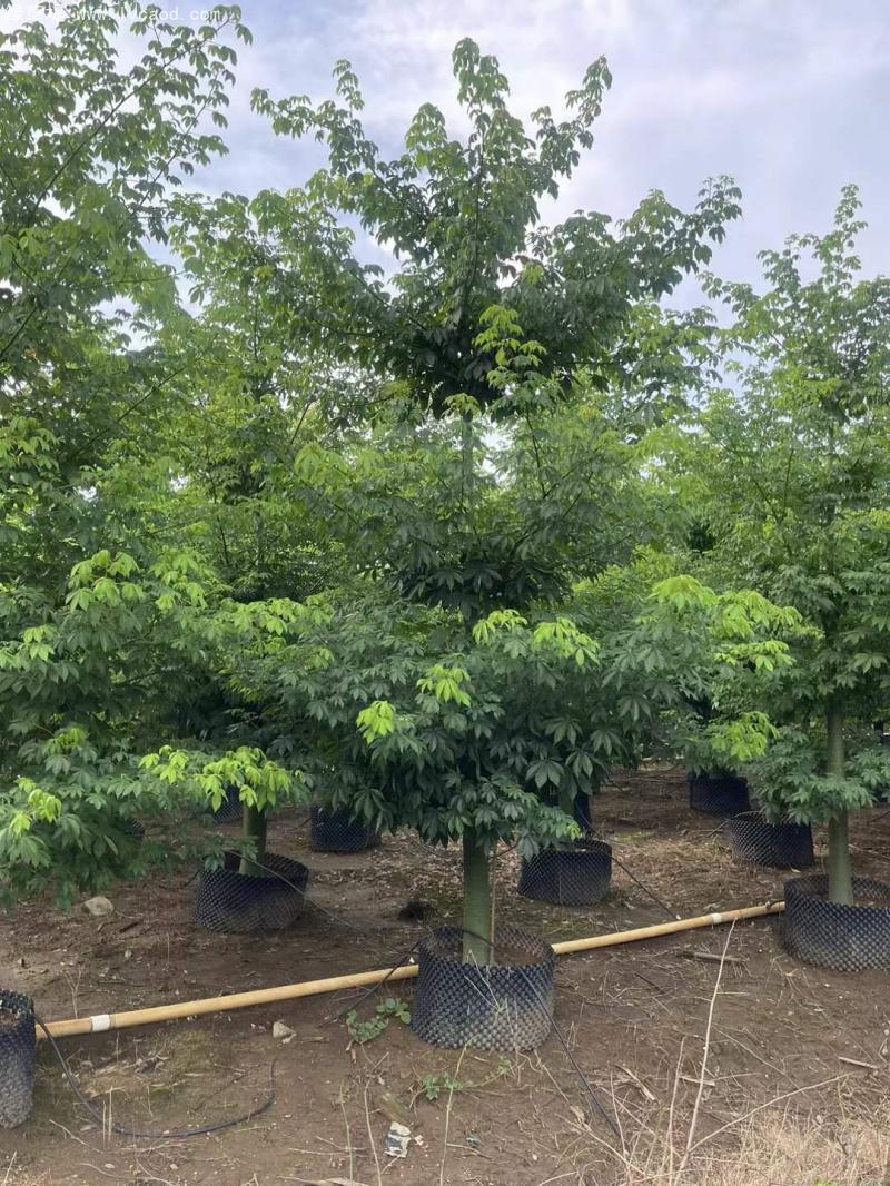 木棉樹苗 木棉樹苗