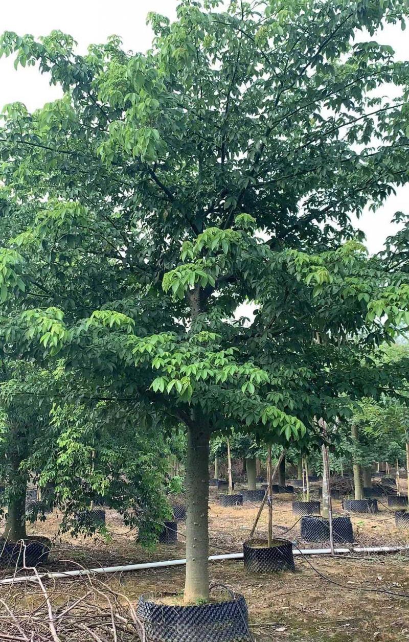 木棉樹苗 木棉樹苗