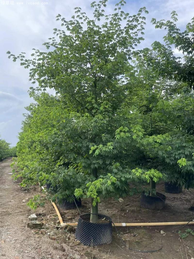 木棉樹苗 木棉樹苗