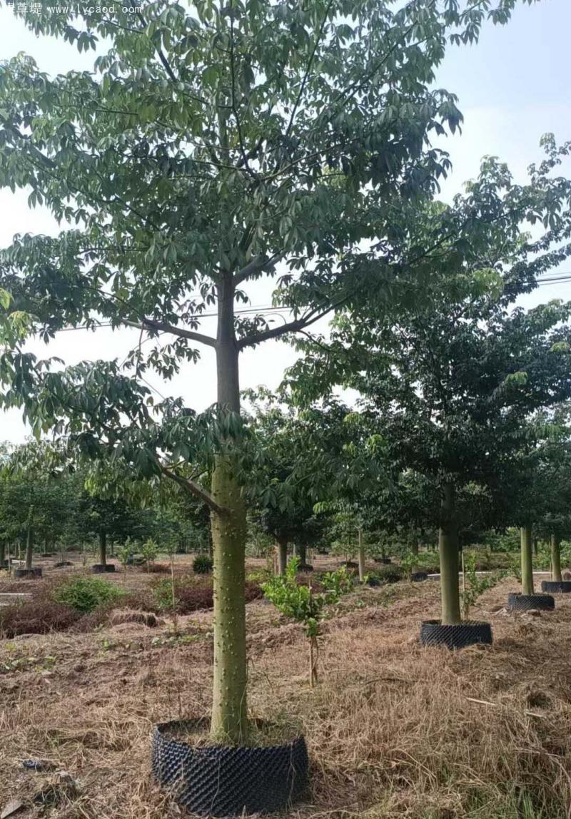 木棉樹苗 木棉樹苗